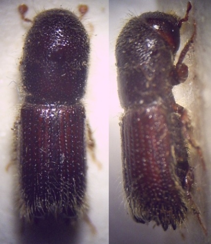 Orthotomicus longicollis © <a href="//commons.wikimedia.org/w/index.php?title=User:Fdcgoeul&amp;action=edit&amp;redlink=1" class="new" title="User:Fdcgoeul (page does not exist)">Fdcgoeul</a>