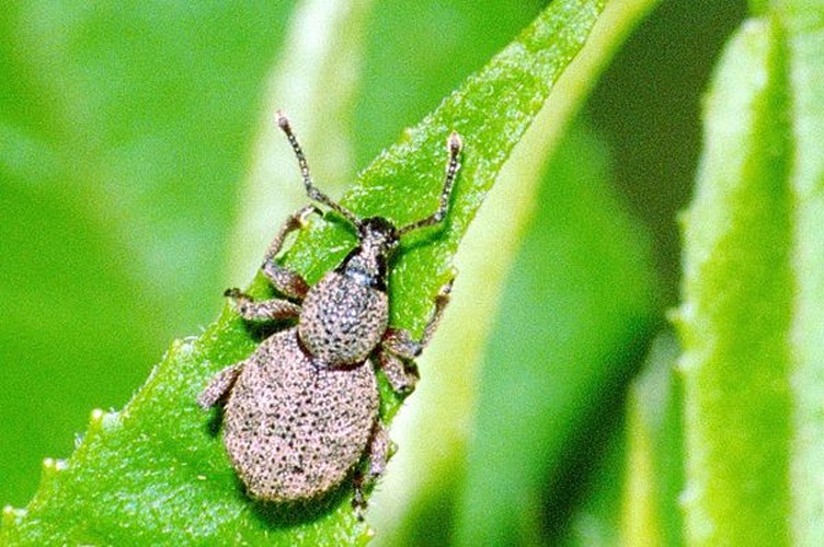 Peritelus sphaeroides © James K. Lindsey