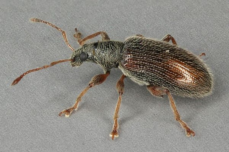 Phyllobius oblongus &copy; <a rel="nofollow" class="external text" href="https://www.flickr.com/people/130093583@N04">Janet Graham</a>