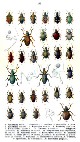 Sitona sulcifrons &copy; <bdi><a href="https://en.wikipedia.org/wiki/en:Edmund_Reitter" class="extiw" title="w:en:Edmund Reitter">Edmund Reitter</a>
</bdi>