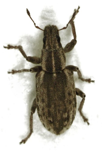 Sitona discoideus © <a href="//commons.wikimedia.org/wiki/User:Stho002" title="User:Stho002">Stho002</a>