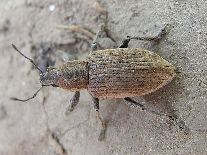 Tanymecus palliatus © <a href="//commons.wikimedia.org/wiki/User:Siga" title="User:Siga">Siga</a>