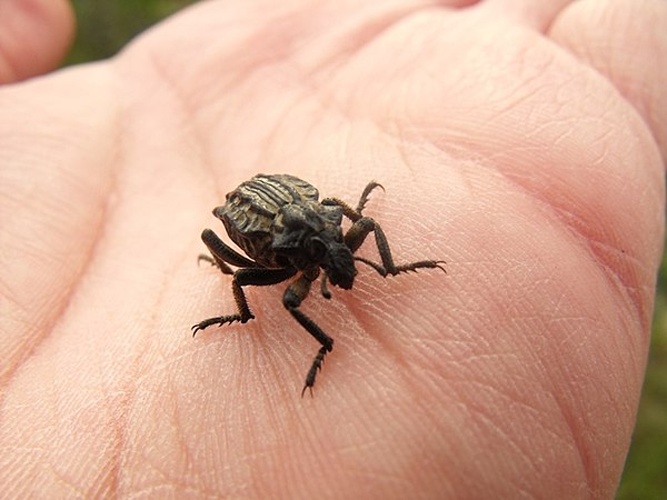 Brachycerus undatus &copy; <a rel="nofollow" class="external text" href="https://www.flickr.com/people/54627413@N06">etrusko25</a>