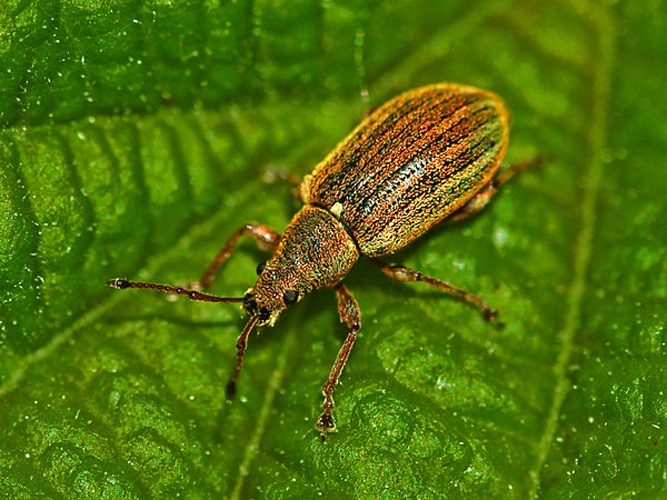 Phyllobius pyri © <a href="//commons.wikimedia.org/wiki/User:Hectonichus" title="User:Hectonichus">Hectonichus</a>