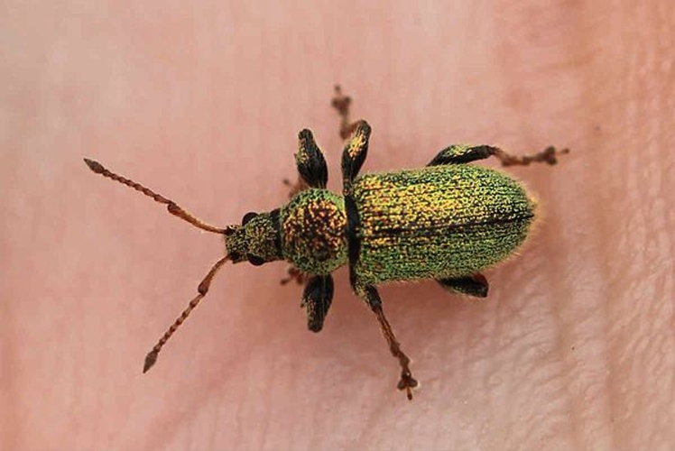 Phyllobius betulinus © <a href="//commons.wikimedia.org/w/index.php?title=User:Slimguy&amp;action=edit&amp;redlink=1" class="new" title="User:Slimguy (page does not exist)">Slimguy</a>