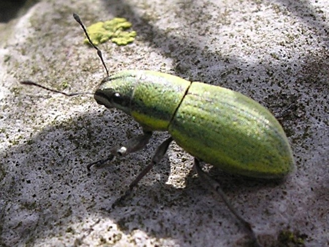 Phyllobius virideaeris © Pedro do Rogo