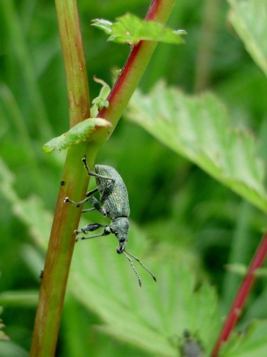 Phyllobius pomaceus &copy; <a href="//commons.wikimedia.org/wiki/User:Tocekas" title="User:Tocekas">Tocekas</a>