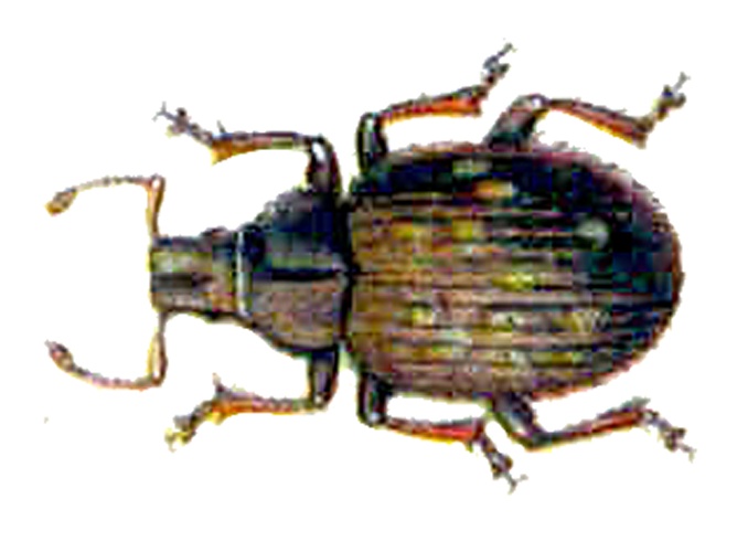 Trachyphloeus laticollis © <bdi><a href="https://en.wikipedia.org/wiki/en:Edmund_Reitter" class="extiw" title="w:en:Edmund Reitter">Edmund Reitter</a>
</bdi>
