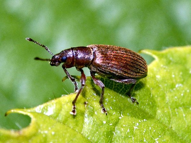 Polydrusus impar © <a href="//commons.wikimedia.org/wiki/User:Hectonichus" title="User:Hectonichus">Hectonichus</a>