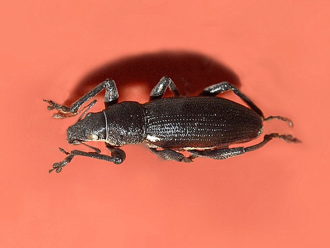 Brachyderes lusitanicus © <a href="//commons.wikimedia.org/wiki/User:Hectonichus" title="User:Hectonichus">Hectonichus</a>