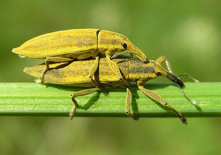 Lixus paraplecticus © 