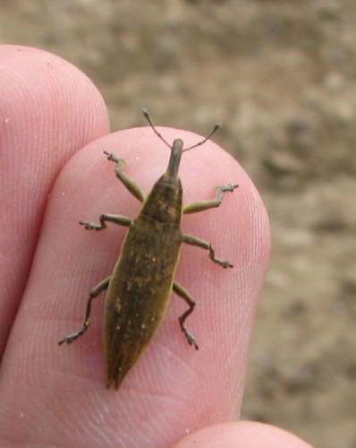 Lixus iridis &copy; <a href="//commons.wikimedia.org/wiki/User:Laisverobotams" title="User:Laisverobotams">Laisverobotams</a>