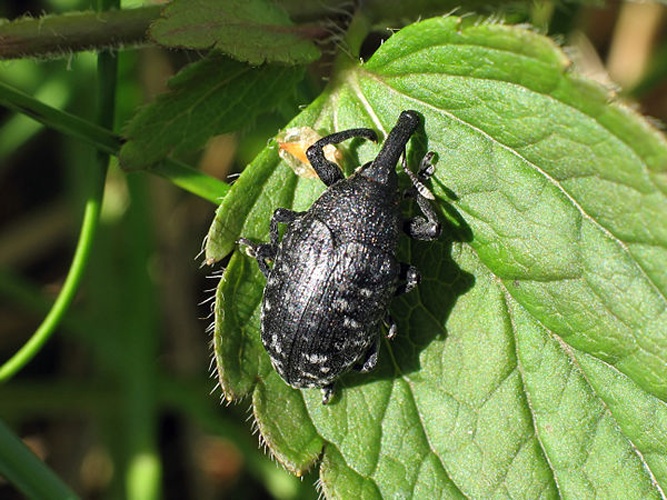 Larinus sturnus © Tomasz "<a href="//commons.wikimedia.org/wiki/User:Nemo5576" title="User:Nemo5576">Nemo5576</a>" Górny