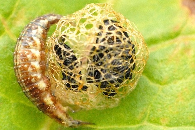 Hypera rumicis © James K. Lindsey