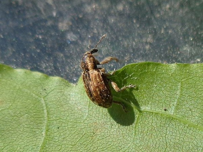 Hypera postica &copy; <a href="//commons.wikimedia.org/wiki/User:AfroBrazilian" title="User:AfroBrazilian">AfroBrazilian</a>