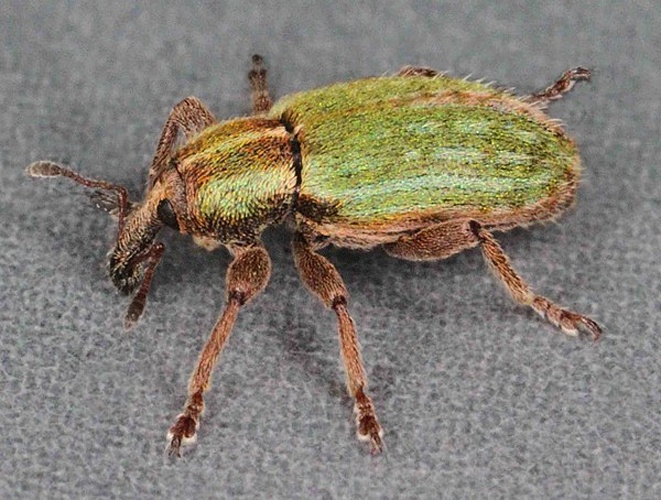 Hypera nigrirostris &copy; <a rel="nofollow" class="external text" href="https://www.flickr.com/people/130093583@N04">Janet Graham</a>