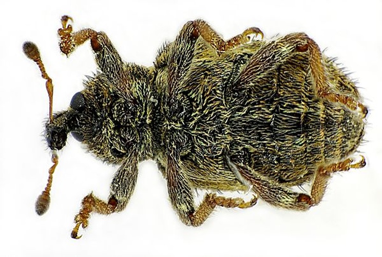 Limobius borealis &copy; <a href="//commons.wikimedia.org/wiki/User:Siga" title="User:Siga">Siga</a>