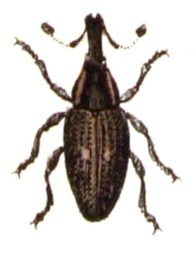 Lepyrus palustris &copy; <bdi><a href="https://www.wikidata.org/wiki/Q18508143" class="extiw" title="d:Q18508143">Emil Hochdanz</a>
</bdi>