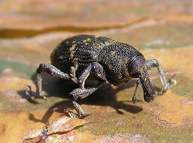 Hylobius abietis © 