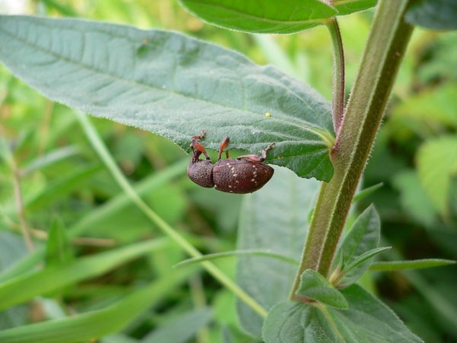 Hylobius transversovittatus © 