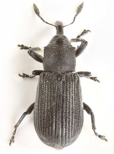 Magdalis armigera &copy; <a rel="nofollow" class="external text" href="https://www.flickr.com/people/130093583@N04">Janet Graham</a>