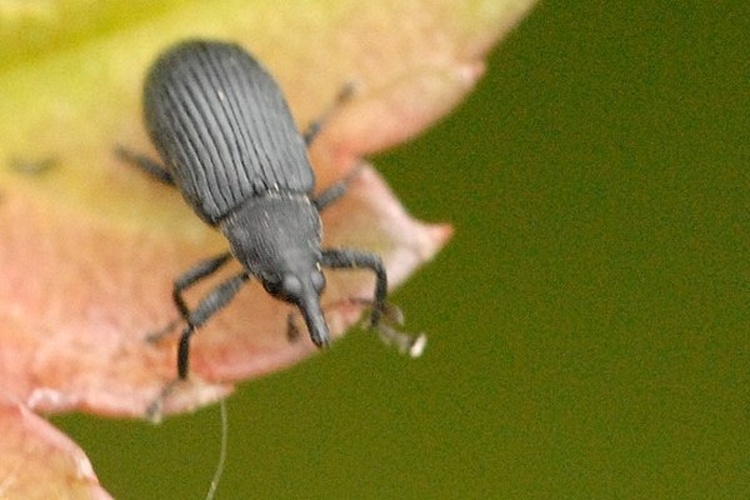 Magdalis ruficornis © James K. Lindsey