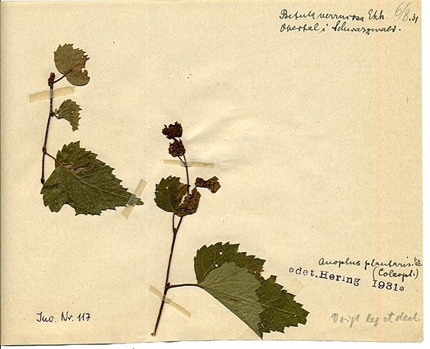 Anoplus plantaris © <a href="//commons.wikimedia.org/wiki/User:Klausrassinger" title="User:Klausrassinger">Klaus Rassinger</a> (Museum Wiesbaden)