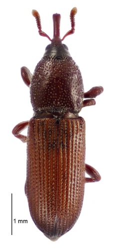 Mesites pallidipennis © Landcare Research New Zealand Ltd