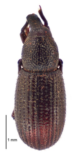 Pselactus spadix &copy; Landcare Research New Zealand Ltd