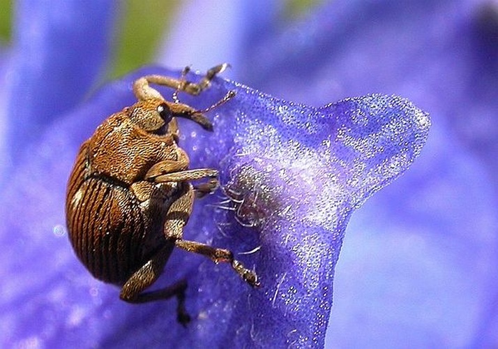 Mononychus punctumalbum &copy; <a href="//commons.wikimedia.org/wiki/User:Jean-Jacques_MILAN" title="User:Jean-Jacques MILAN">Jean-Jacques MILAN</a> 21:34, 19 July 2005 (UTC)