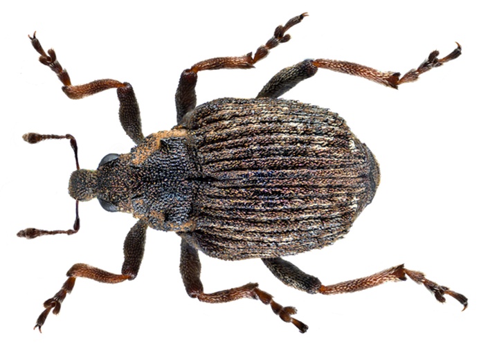 Pelenomus quadrituberculatus © <a rel="nofollow" class="external text" href="https://www.flickr.com/people/30703260@N08">Udo Schmidt</a> from Deutschland