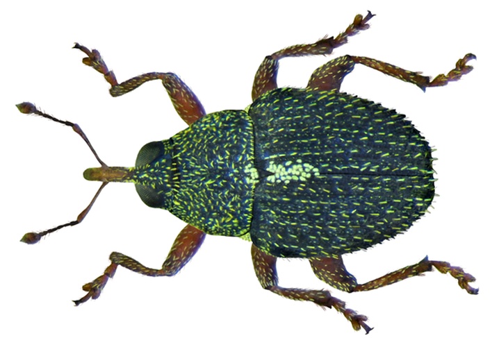 Micrelus ericae &copy; <a rel="nofollow" class="external text" href="https://www.flickr.com/people/30703260@N08">Udo Schmidt</a> from Deutschland