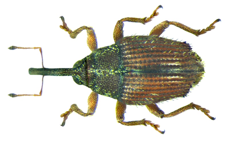 Trichosirocalus troglodytes &copy; <a rel="nofollow" class="external text" href="https://www.flickr.com/people/30703260@N08">Udo Schmidt</a> from Deutschland