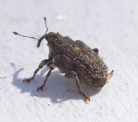 Ceutorhynchus pallidactylus &copy; Mick E. Talbot