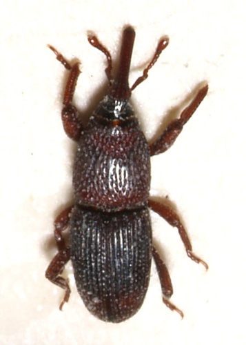 Wheat weevil © <a href="//commons.wikimedia.org/wiki/User:Sarefo" title="User:Sarefo">Sarefo</a>