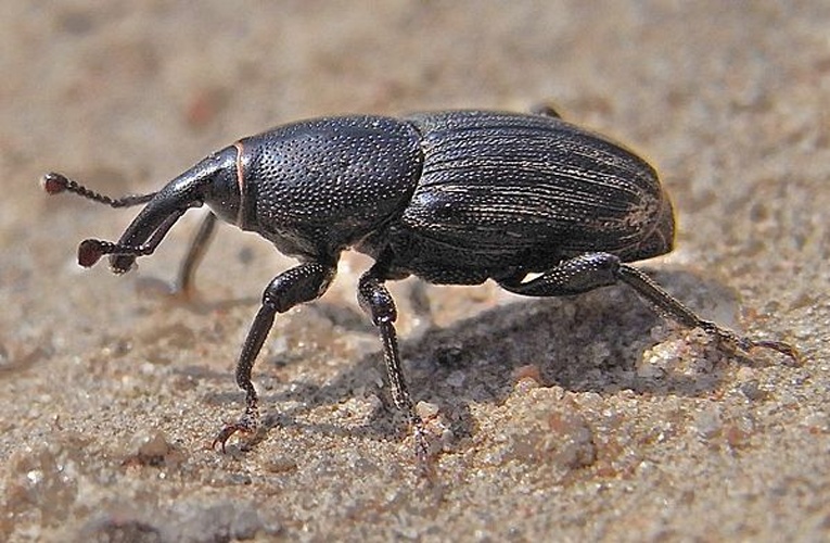 Sphenophorus striatopunctatus &copy; <a href="//commons.wikimedia.org/wiki/User:Siga" title="User:Siga">Siga</a>
