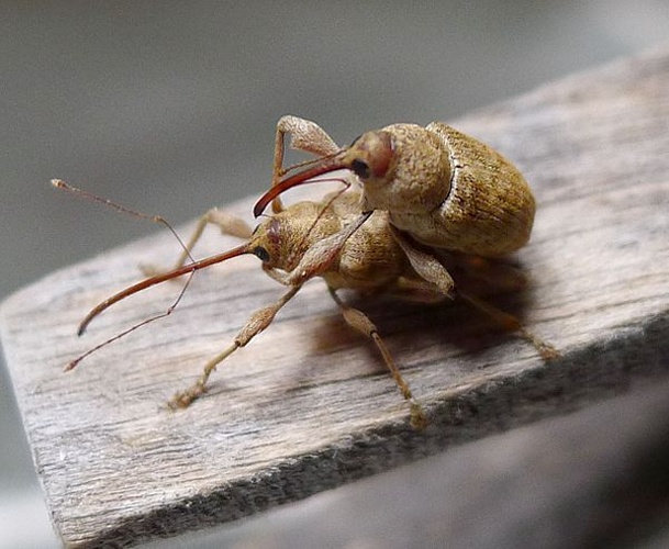 Curculio elephas &copy; <a rel="nofollow" class="external text" href="https://www.flickr.com/people/43272765@N04">gailhampshire</a> from Cradley, Malvern, U.K