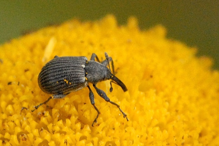 Anthonomus rubi © James K. Lindsey