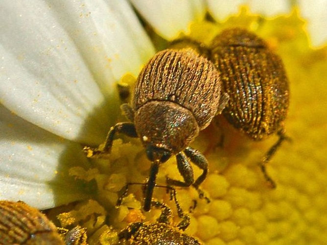 Sibinia subelliptica © <a href="//commons.wikimedia.org/wiki/User:Hectonichus" title="User:Hectonichus">Hectonichus</a>