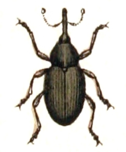 Tychius stephensi &copy; <bdi><a href="https://www.wikidata.org/wiki/Q18508143" class="extiw" title="d:Q18508143">Emil Hochdanz</a>
</bdi>