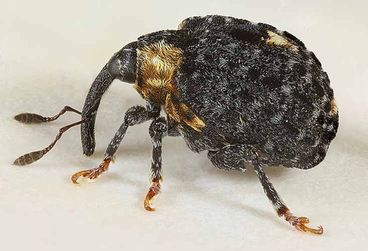 Cionus tuberculosus &copy; <a rel="nofollow" class="external text" href="https://www.flickr.com/people/130093583@N04">Janet Graham</a>