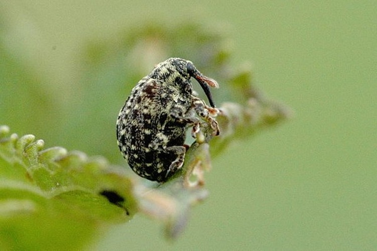 Cionus hortulanus © James K. Lindsey