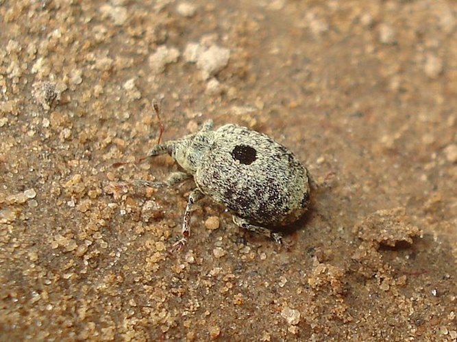 Cionus olivieri &copy; <a href="//commons.wikimedia.org/wiki/User:Sanja565658" title="User:Sanja565658">Sanja565658</a>