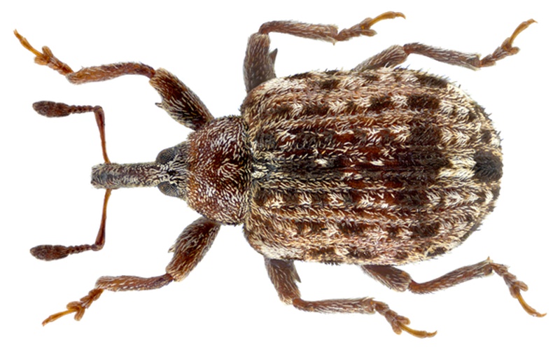 Cleopus pulchellus © <a rel="nofollow" class="external text" href="https://www.flickr.com/people/30703260@N08">Udo Schmidt</a> from Deutschland