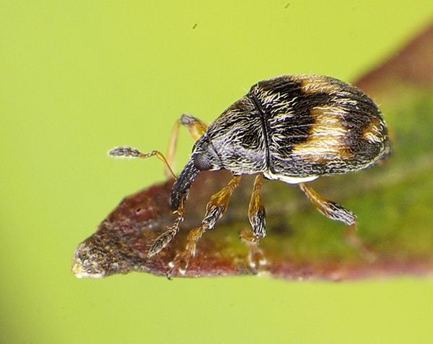 Nanophyes marmoratus © <a href="//commons.wikimedia.org/wiki/User:Siga" title="User:Siga">Siga</a>