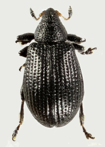 Rhamphus pulicarius © <a rel="nofollow" class="external text" href="https://www.flickr.com/people/130093583@N04">Janet Graham</a>