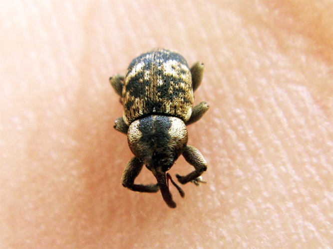 Gilkicker weevil &copy; <a rel="nofollow" class="external text" href="https://www.flickr.com/photos/joaocoelho/">J. Coelho</a>