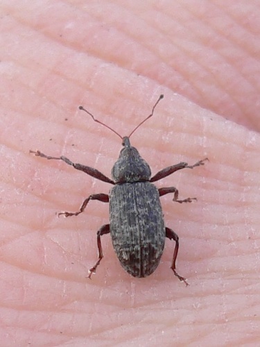 Dorytomus longimanus &copy; 