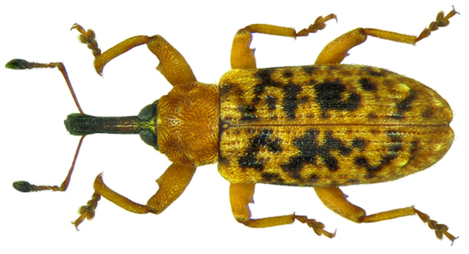 Dorytomus taeniatus &copy; <a rel="nofollow" class="external text" href="https://www.flickr.com/people/30703260@N08">Udo Schmidt</a> from Deutschland