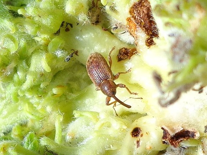 Dorytomus rufatus &copy; <a href="//commons.wikimedia.org/wiki/User:AfroBrazilian" title="User:AfroBrazilian">AfroBrazilian</a>